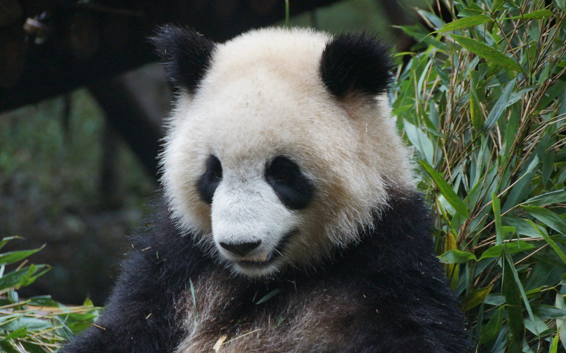 A giant panda sitting among bamboo in Chengdu