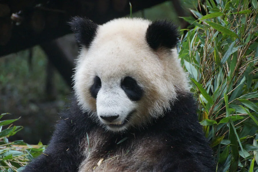 A giant panda sitting among bamboo in Chengdu