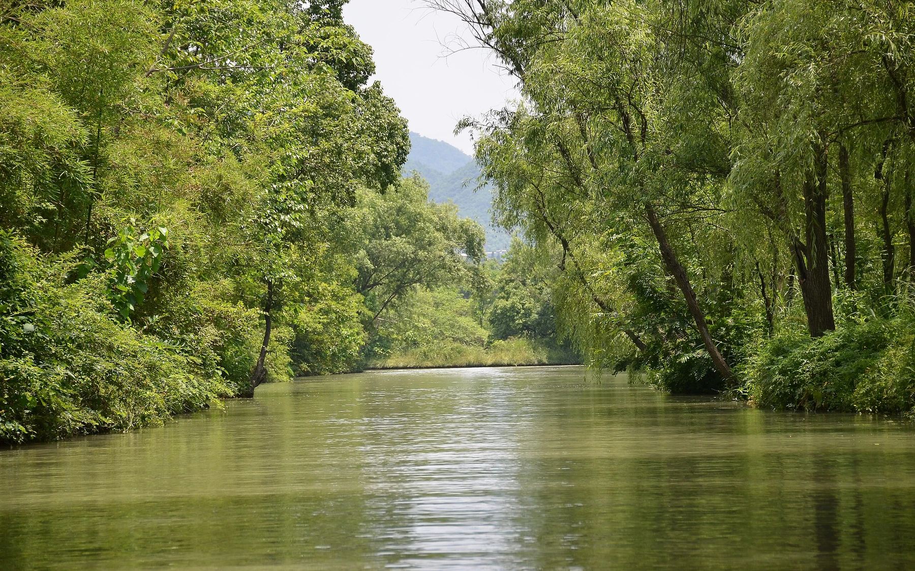 A quiet tree-lined water channel inside Xixi National Wetland Park in Hangzhou.